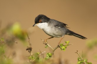 Sardinian Warbler (Sylvia melanocephala) male, Morocco