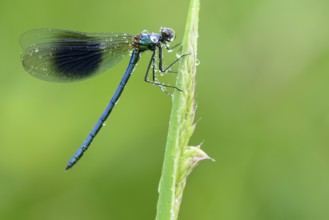 Banded Demoiselle (Calopteryx splendens), male covered with dew drops on blade of grass, Lower