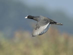Eurasian Coot (Fulica atra) flying, West Bengal, India