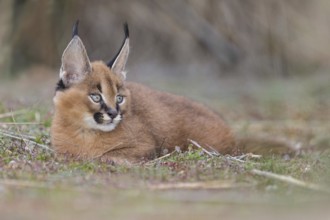 Caracal (Caracal caracal) cub resting, Castile-La Mancha, Spain