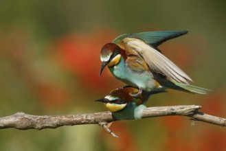 European Bee-eater (Merops apiaster) pair mating, Piedmont, Italy