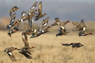 Eurasian Wigeon (Mareca penelope) group flying, Netherlands