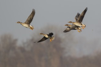 Taiga Bean Goose (Anser fabalis) group flying, North Rhine-Westphalia, Germany