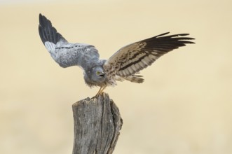 Montagu's Harrier (Circus pygargus) male perched on a post, Andalusia, Spain