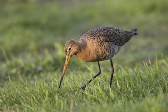 Uferschnepfe (Limosa limosa), Black-tailed Godwit, bei der Nahrungssuche, April, Insel Texel,