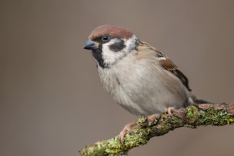 Eurasian Tree Sparrow (Passer montanus) perched on a branch, Lower Saxony, Germany