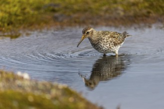 Black-legged stint (Calidris maritima) foraging, Aventdalen, Longyearbyen, Spitsbergen, Svalbard