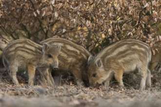 One is hiding... Wild boar (Sus scrofa), young wild boar, striped young boar, offspring of wild