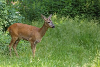A female roe deer (Capreolus capreolus) stands in a green meadow. Bavaria, Germany