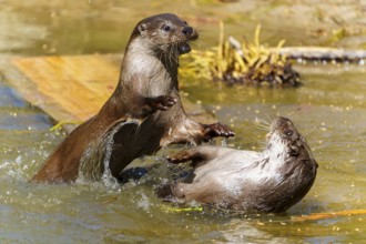 Two otters playing in the water, with dynamic movements and splashing interaction, European otter