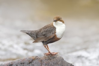 White-throated Dipper (Cinclus cinclus) on a mossy stone on the bank of a river, with caddis fly
