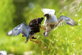 Ruff in the air during a heated wing fight in green surroundings, Ruff (Calidris pugnax, Syn.: