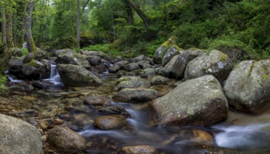 Stream, Parc Régional Naturel Corse, Corsica, France