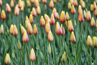 Tulipa polychroma (Tulipa), colourful tulip bed, Keukenhof gardens, Lisse, Bollenstreek, South