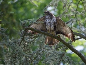 Buzzard dries feathers on branch