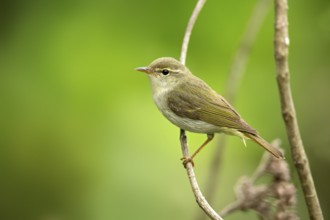 Ijimalaubsänger (Phylloscopus ijimae) perched on a branch, Miyakejima, Japan