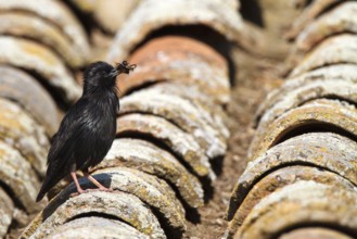 Spotless Starling (Sturnus unicolor) with insects in its beak, Castile-La Mancha, Spain
