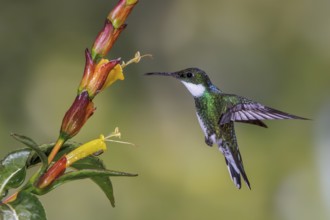 White-throated Hummingbird (Leucochloris albicollis) flying and feeding at a flower in the Atlantic