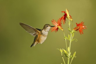 Rufous Hummingbird Selasphorus rufus Portal, Chiricahua Mountains, Arizona, United States 26 August