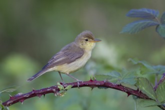 Melodious Warbler (Hippolais polyglotta) male, Rhineland-Palatinate, Germany