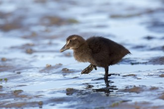 Common Eider (Somateria mollissima) chick, Seahouses, United Kingdom