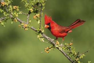 Northern Cardinal Cardinalis cardinalis Amado, Santa Cruz County, Arizona, United States 15 May
