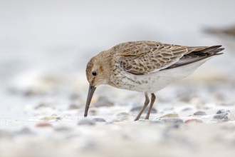 Dunlin (Calidris alpina) foraging, Schleswig-Holstein, Germany