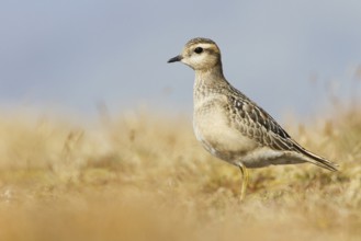Eurasian Dotterel (Charadrius morinellus) juvenile, Grisons, Switzerland