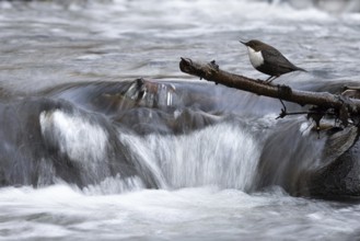 White-throated Dipper (Cinclus cinclus), Mecklenburg-Western Pomerania, Germany