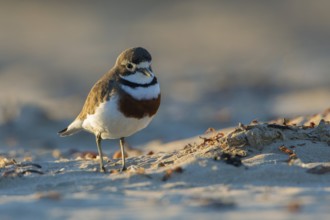 Double-banded Plover (Charadrius bicinctus) on beach, Victoria, Australia