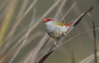 Red-browed Finch (Neochmia temporalis), Australia