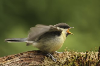 Great Tit (Parus major) juvenile, Lower Saxony, Germany