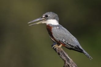 Ringed Kingfisher (Megaceryle torquata), Pantanal, Brazil