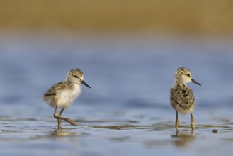 Black-winged Stilt (Himantopus himantopus) chicks foraging, North Rhine-Westphalia, Germany