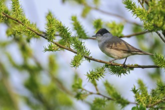 Eurasian Blackcap (Sylvia atricapilla) male, perched on branch, Lower Saxony, Germany