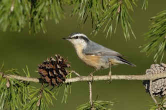 Red-breasted Nuthatch (Sitta canadensis), New Mexico, USA