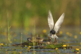 Black Tern (Chlidonias niger) feeding of juvenile, Netherlands