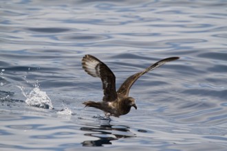 Providence Petrel (Pterodroma solandri) flying, New South Wales, Australia