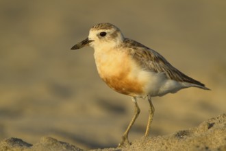 New Zealand Plover (Charadrius obscurus), Northland, North Island, New Zealand