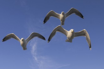 European Herring Gull (Larus argentatus) flying, Nord-Trondelag, Norway