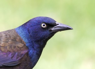 Common Grackle (Quiscalus quiscula), Saskatchewan, Canada