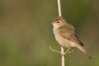 Booted Warbler - Buschspötter - Iduna caligata, Russia (Ural)
