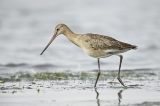Black-tailed Godwit (Limosa limosa melanuroides) juvenile foraging at shoreline, Dornod-Aimag,
