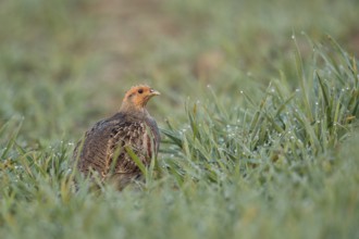 Grey Partridge (Perdix perdix) perched in field, North Rhine-Westphalia, Germany