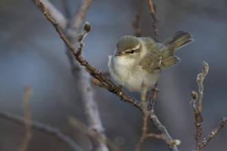 Arctic Warbler - Wanderlaubsänger - Phylloscopus borealis. Russia (Ural)