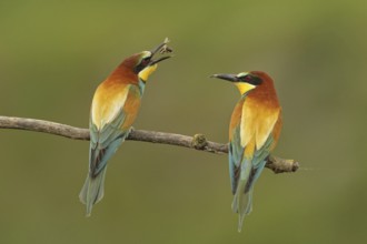 European Bee-eater (Merops apiaster) pair displaying, Piedmont, Italy