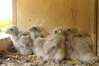 Common Kestrel (Falco tinnunculus) chick, Lower Saxony, Germany