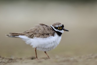 Little Ringed Plover (Charadrius dubius) male, North Rhine-Westphalia, Germany