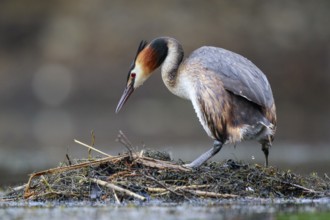 Great Crested Grebe (Podiceps cristatus) on nest, North Rhine-Westphalia, Germany