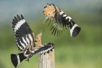 Eurasian Hoopoe (Upupa epops) fighting for perch, Aosta Valley, Italy